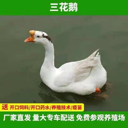 衡阳大种白鹅苗杂交白鹅苗皖西鹅幼苗
