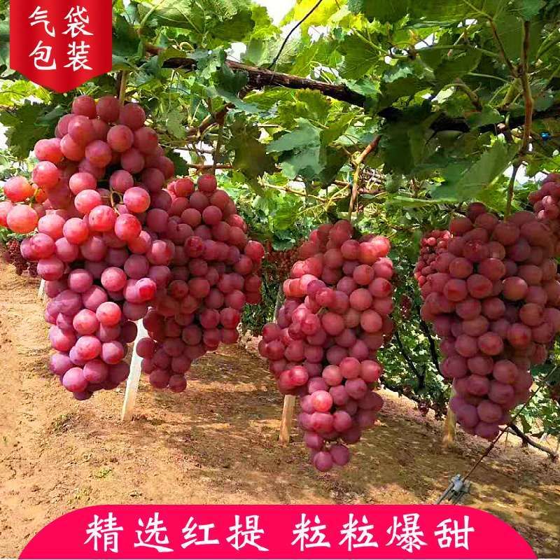 红宝石葡萄 云南滇西高山红提高山山泉浇灌现择现发红提