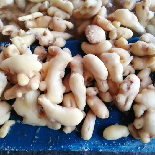 安丘市泡姜 腌制姜