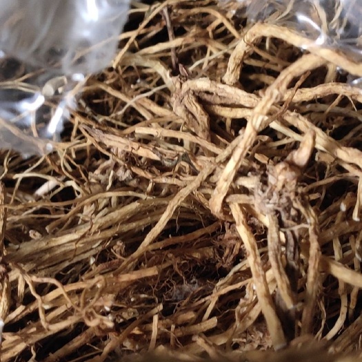清原县地胆草  龙胆草
