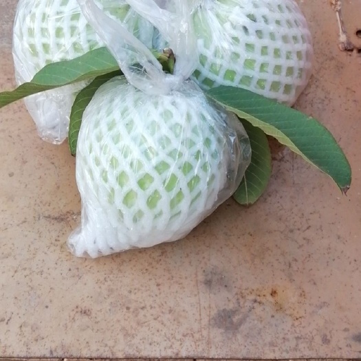 遂溪县番石榴  白芯石榴 ，湛江出产地，又大又甜