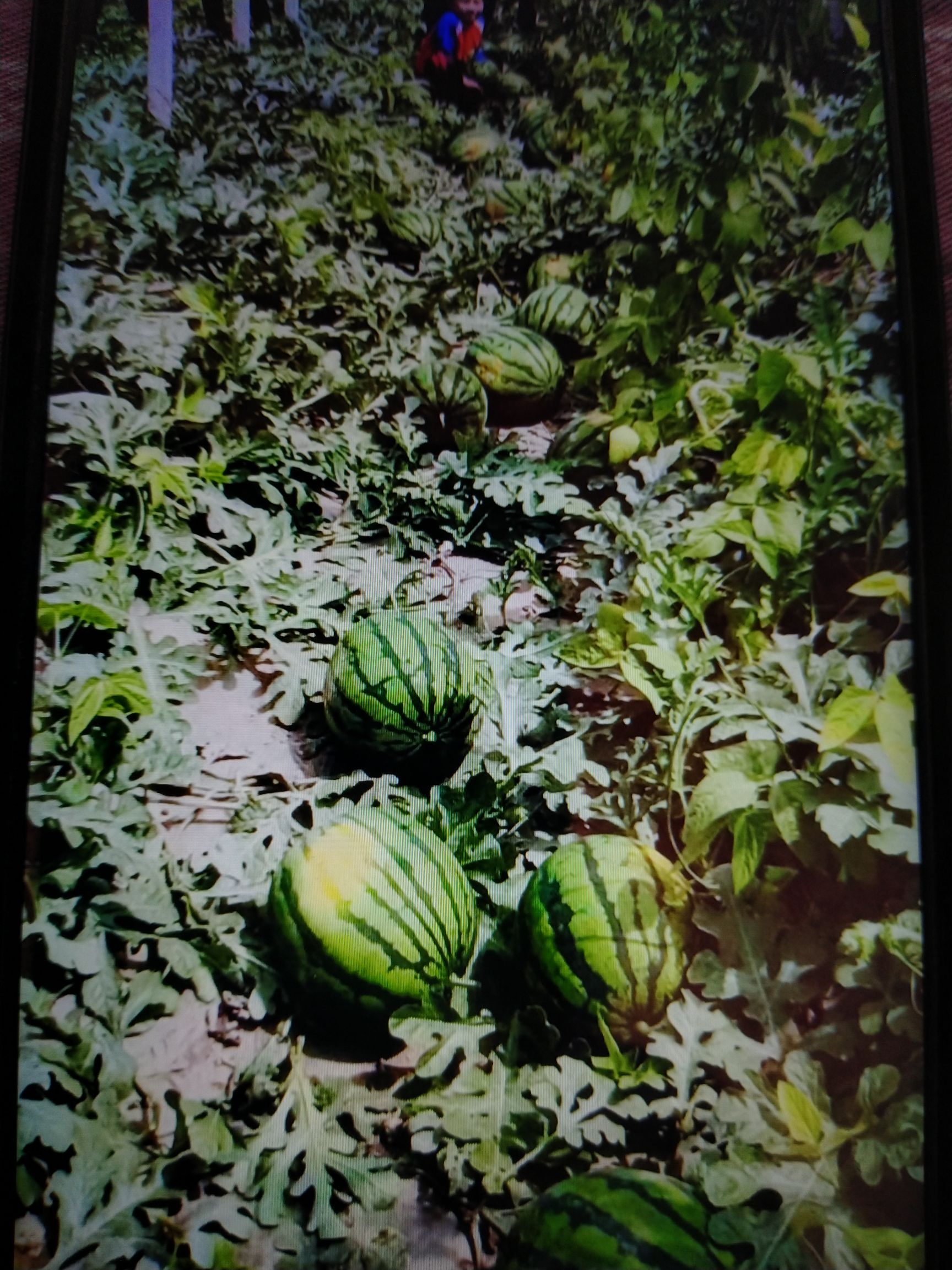 精品甜王西瓜