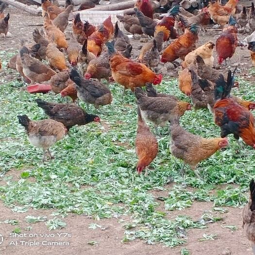 土鸡 出售8个月的林下散养土母鸡。