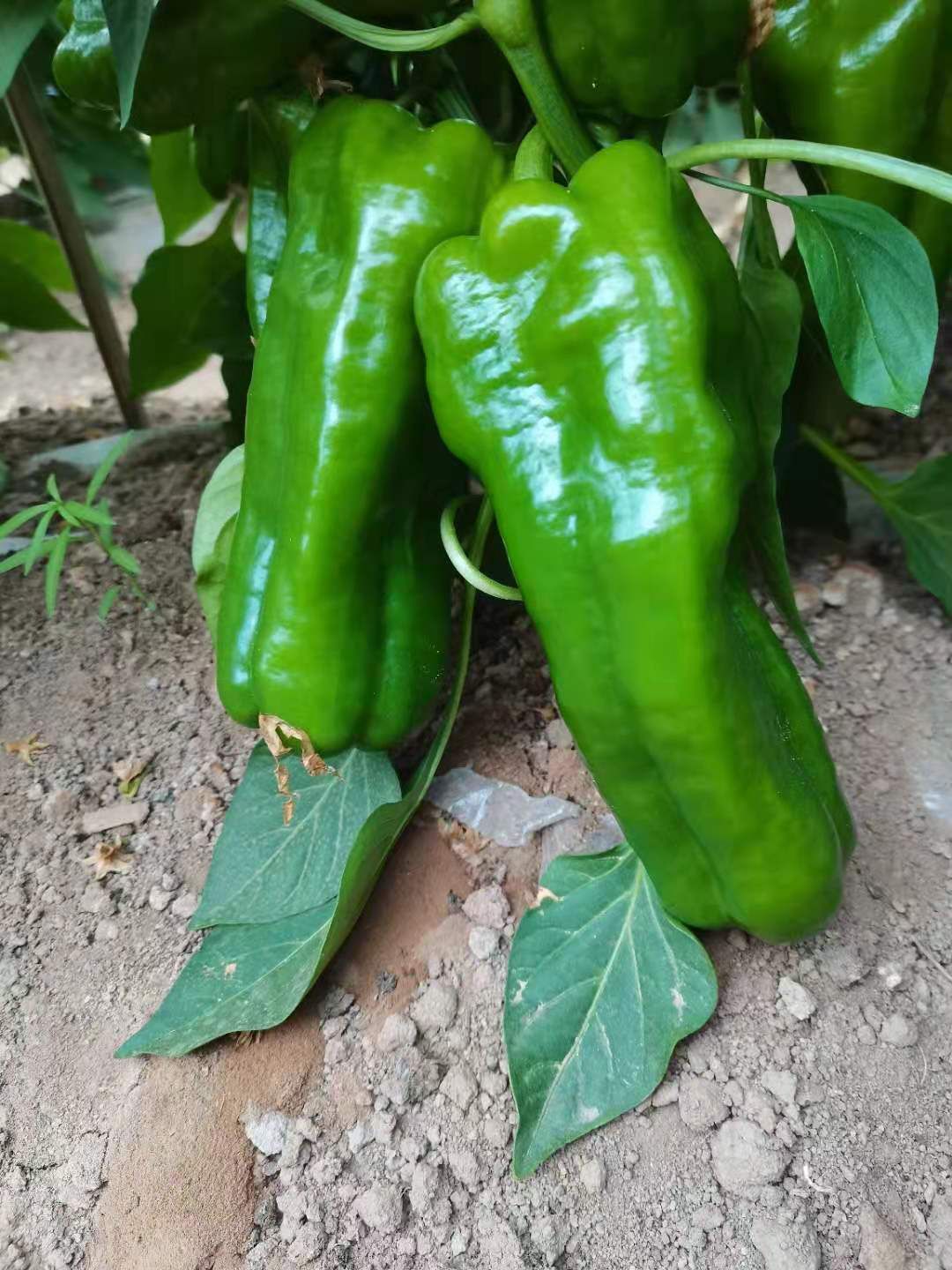 [牛角椒批发]牛角椒 辣椒牛角尖价格2.5元/斤 - 惠农网