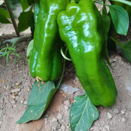 天镇县牛角椒 辣椒牛角尖