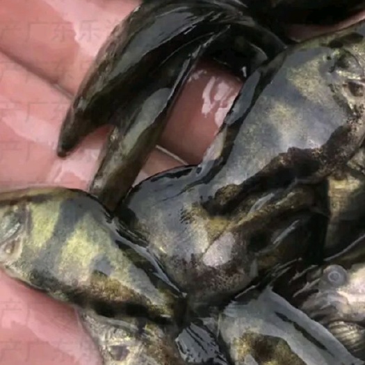 南宁桂鱼苗   长期供应桂花鱼苗，品种齐全，规格均匀