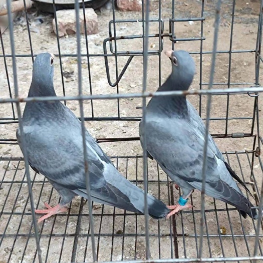 襄樊 出售石板信鸽幼鸽