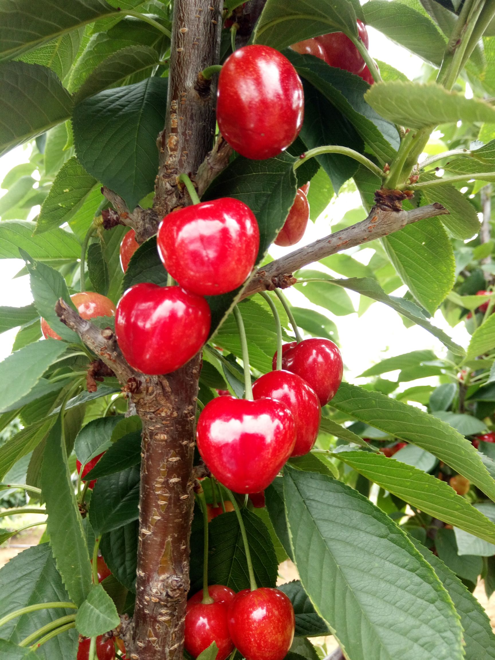 萨米脱樱桃 2021凉地大樱桃萨米脱顺丰速运新鲜采摘发货