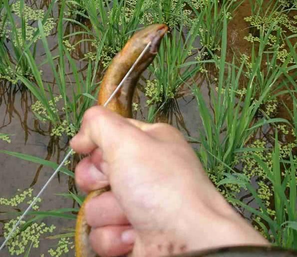 韶关 本地黄鳝鱼  喂虫长大