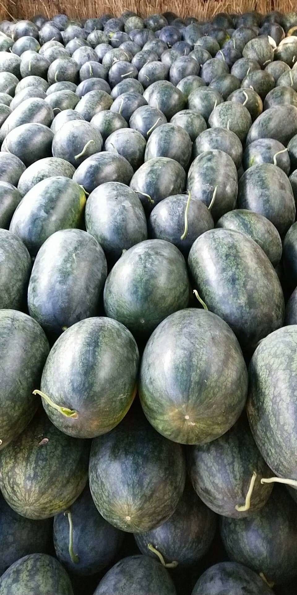 黑美人西瓜 8成熟有籽露天种植精品果 每颗8斤起整车发货