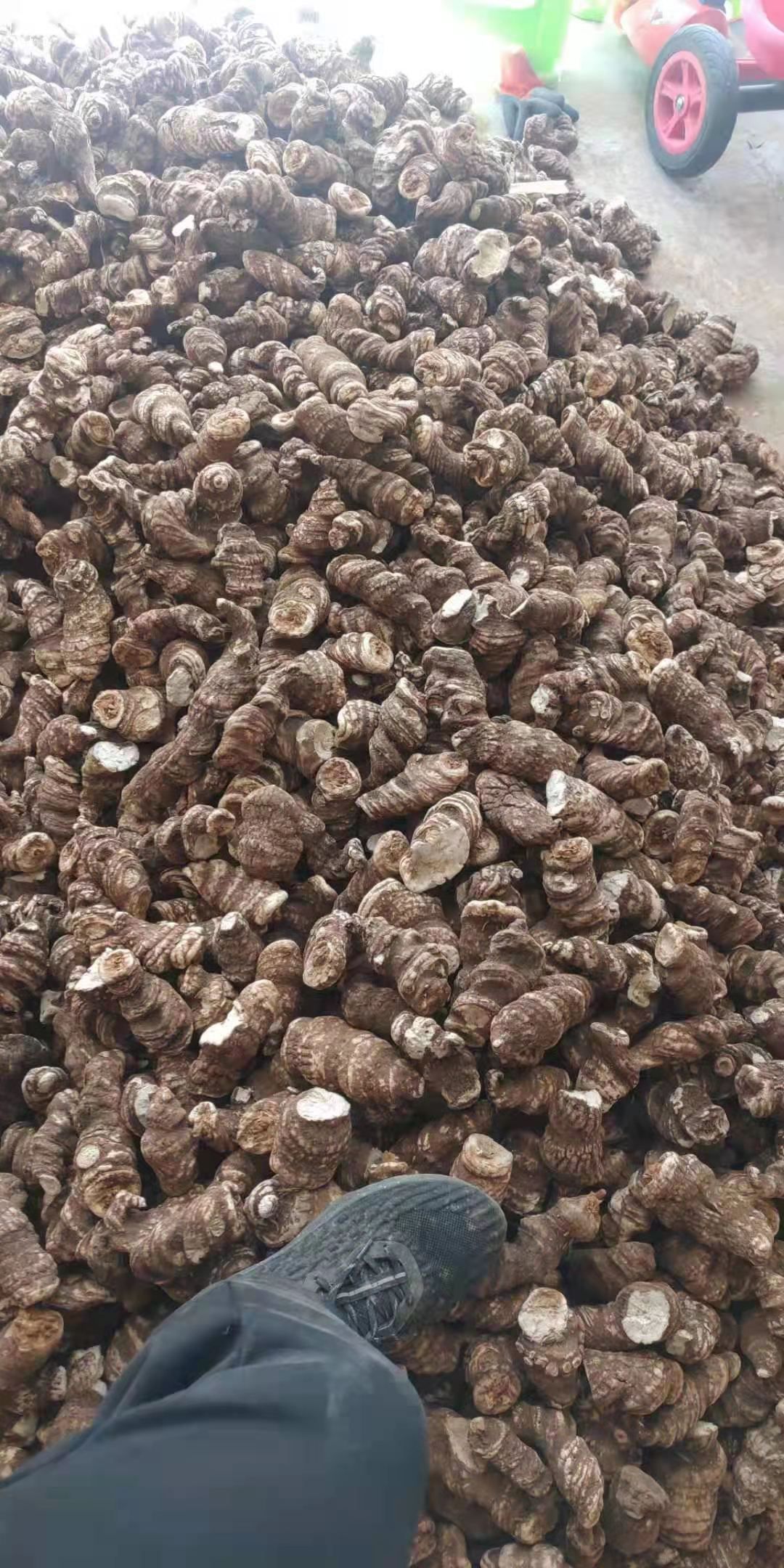 重楼 重楼片 大货批发云南滇重楼包药检