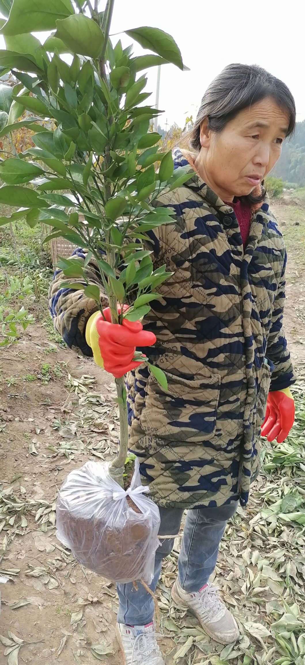 甘平柑橘苗  甘平杯苗土球苗公分苗保品种无溃疡