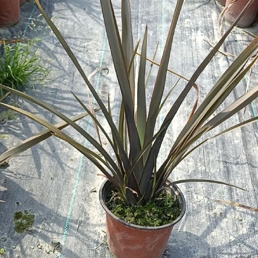 成都剑麻  新西南亚麻基地直销 庭院花镜 绿化园林工程用苗