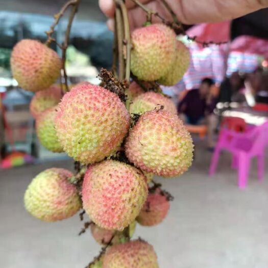 文昌市妃子笑荔枝