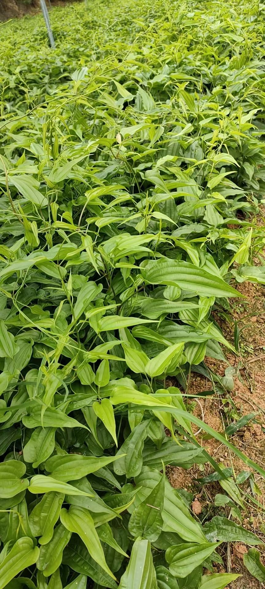 百部苗培育基地红花对叶百部白花对叶百部紫花对叶百部品种批发