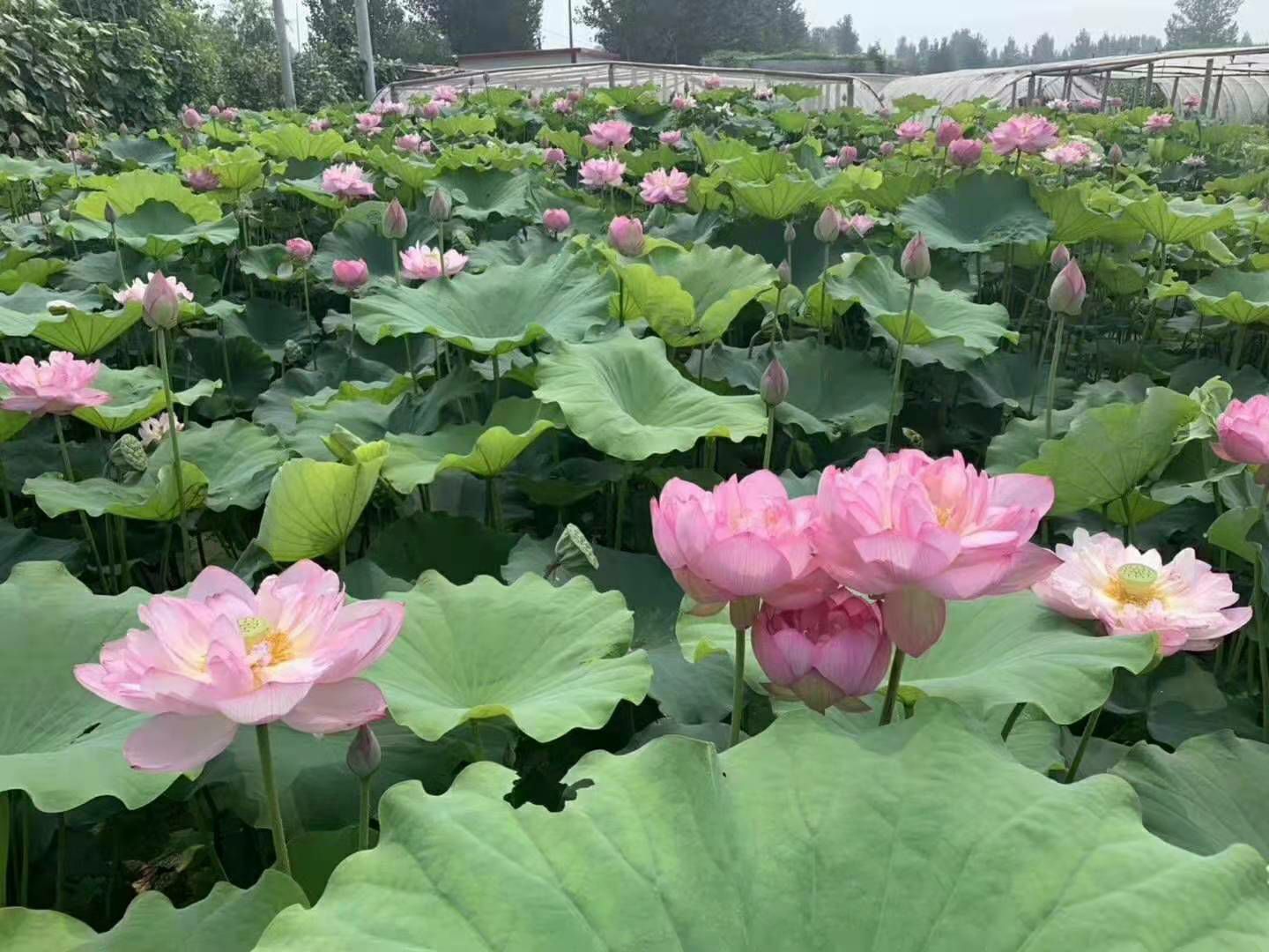 荷花根苗