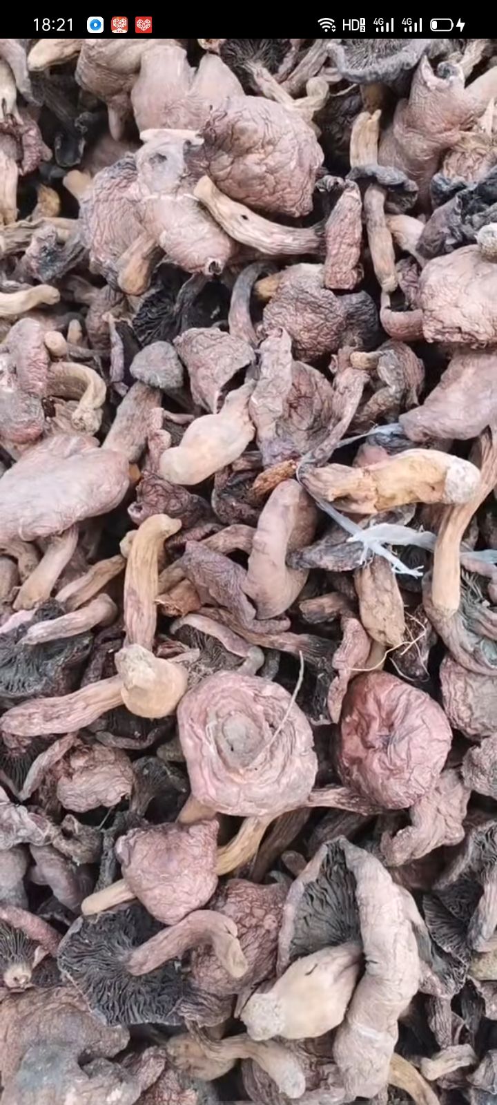 承德县铆钉菇 野生红蘑 肉蘑大块蘑菇 松树伞蘑菇