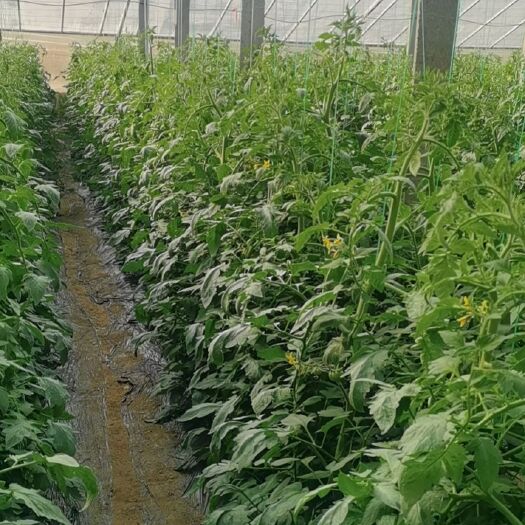诸城市 种植大棚