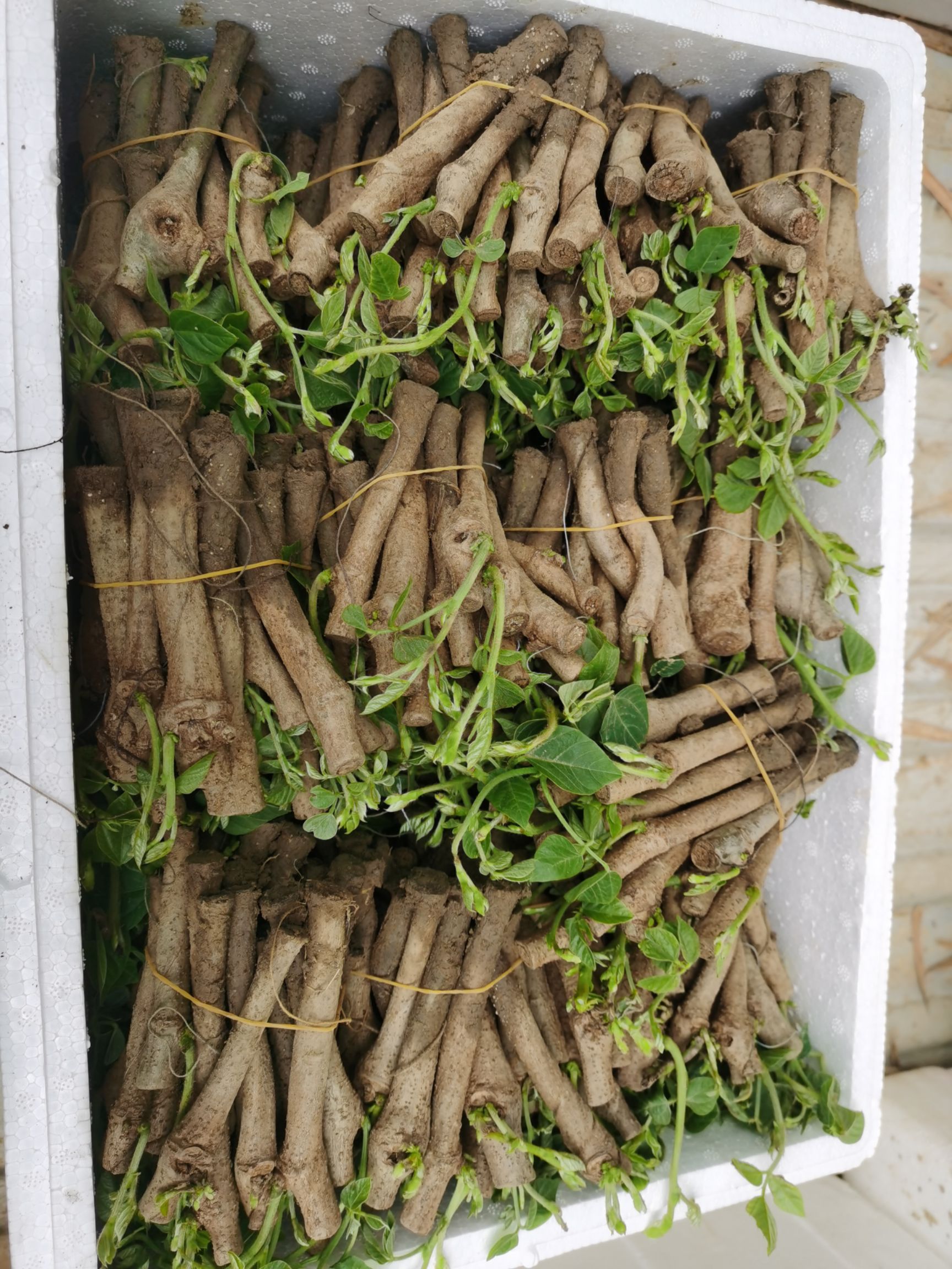 和平优质细叶无渣葛根种苗