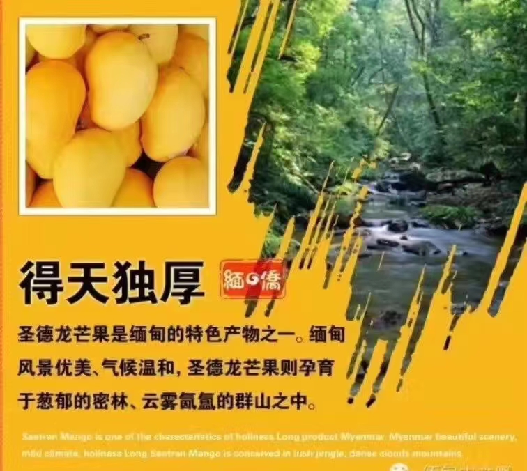 大量批发圣德龙芒果