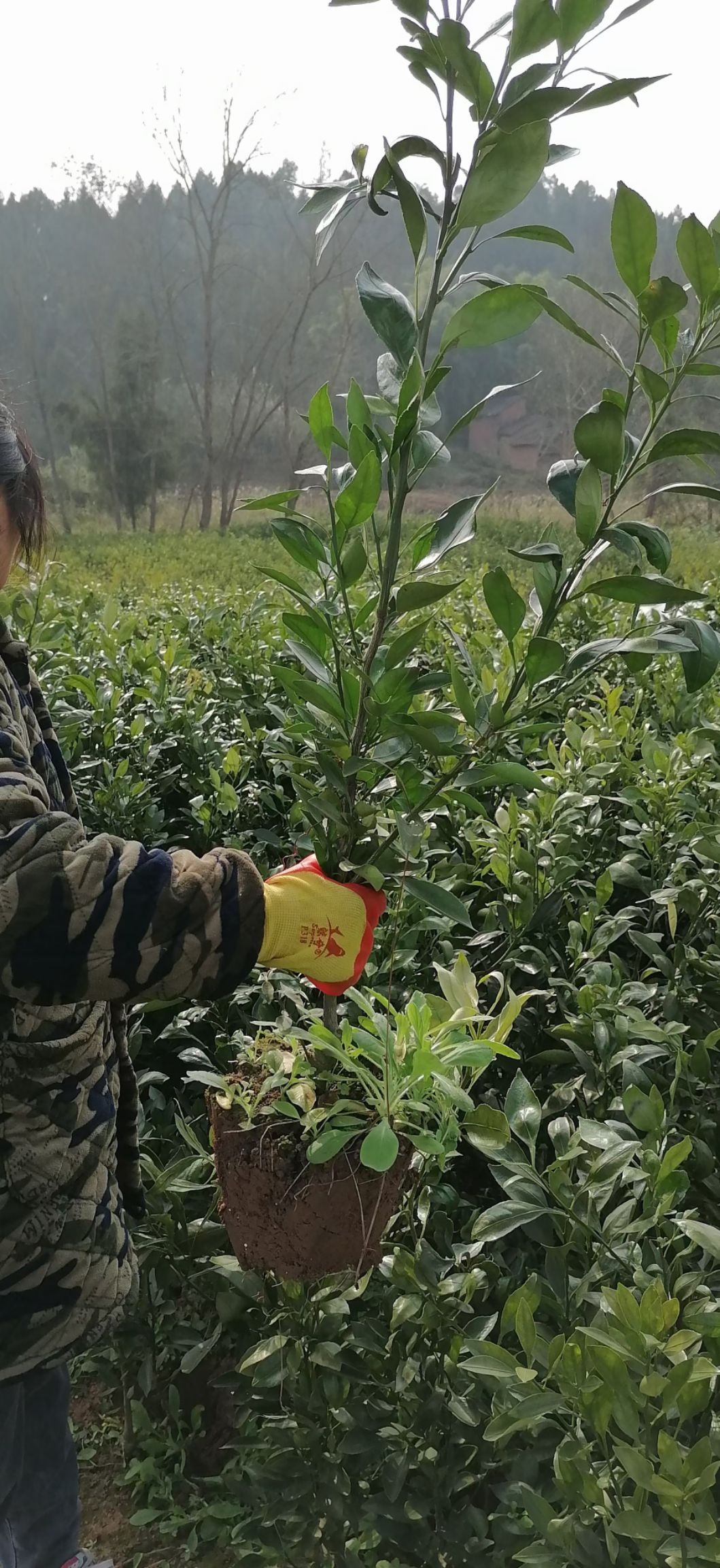 甘平柑橘苗  甘平杯苗土球苗公分苗保品种无溃疡