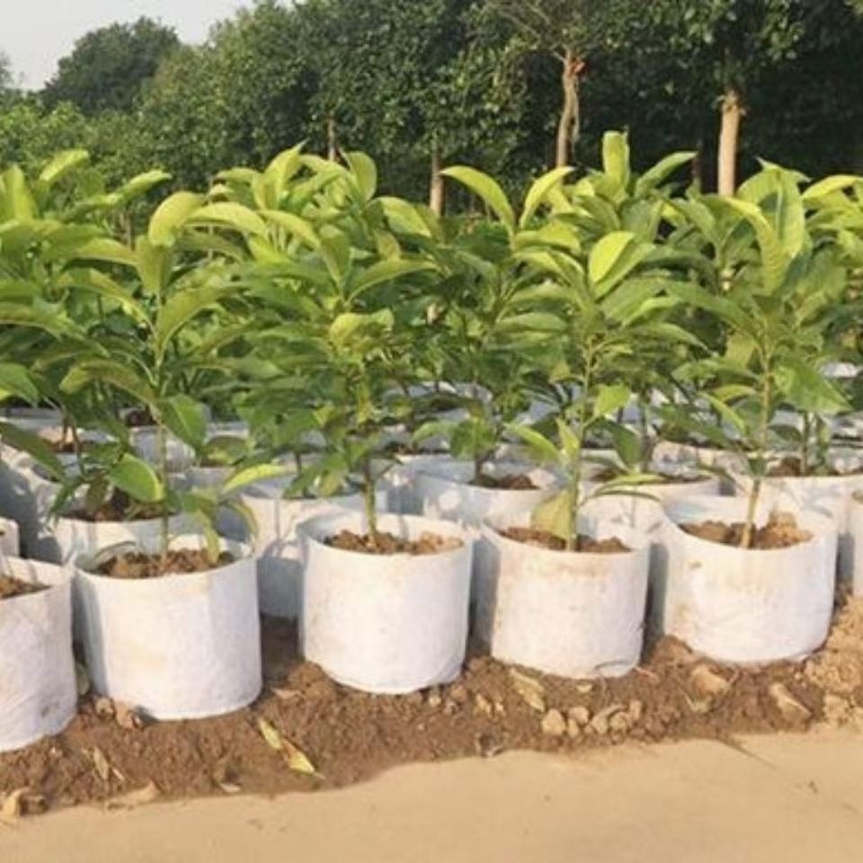双耳70*50无纺布植树袋（10只）种植袋/植树袋/美植袋