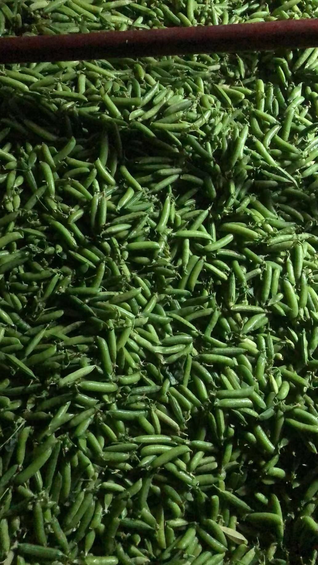 豌豆荚  豌豆角