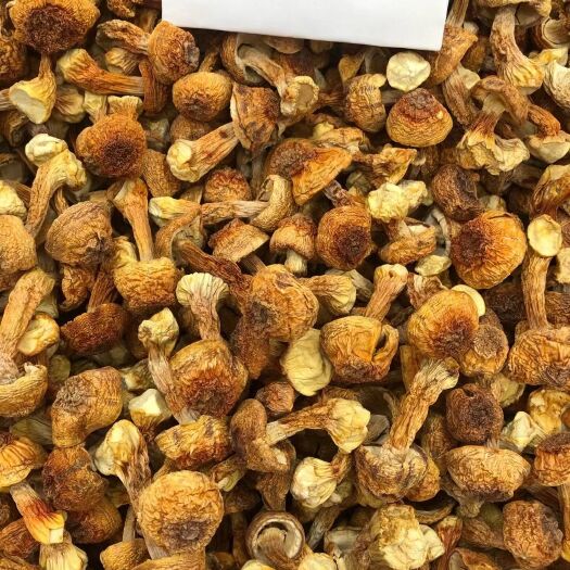 广州姬松茸 特级野生菌菇 姬松茸干货 批发零售