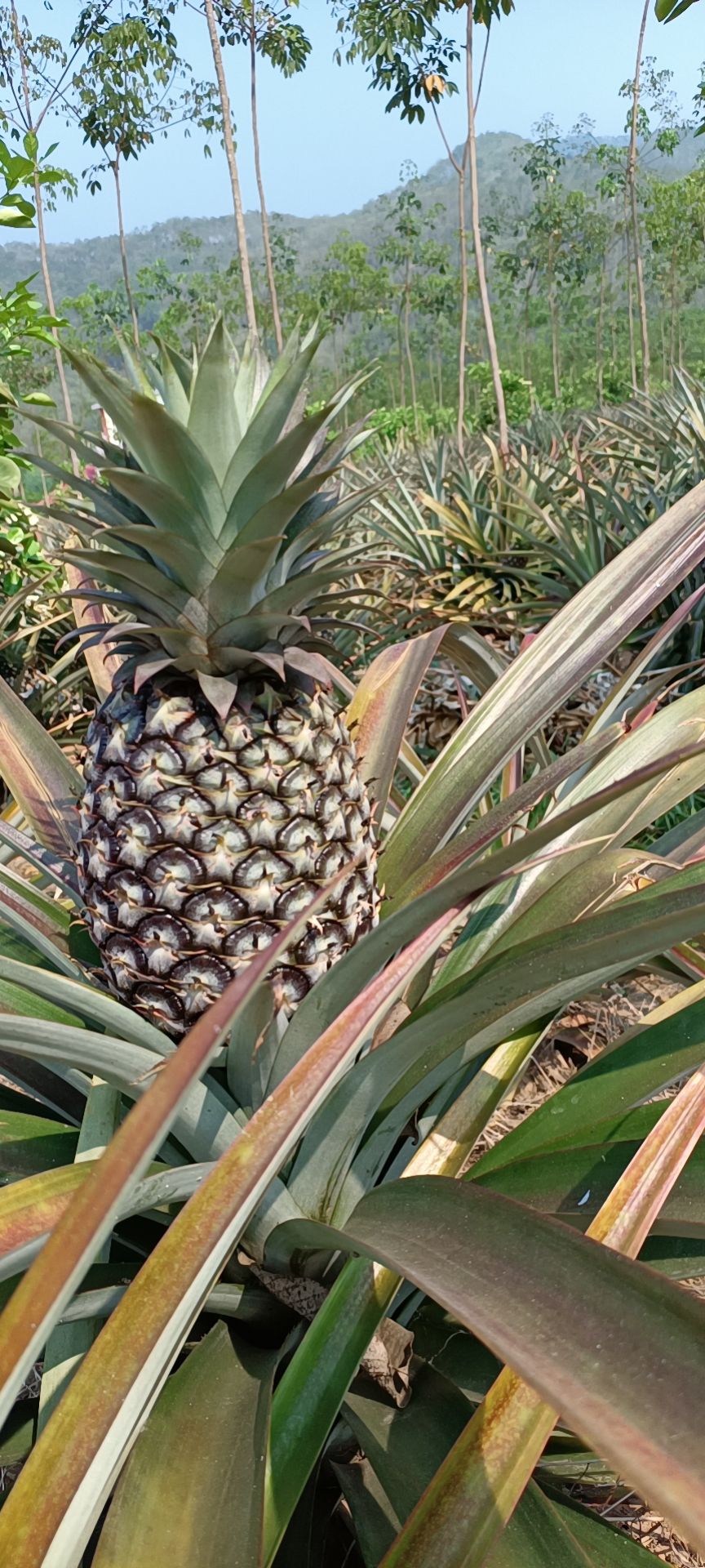 香水菠萝  金钻17/现采现装/产地直供/一手货源