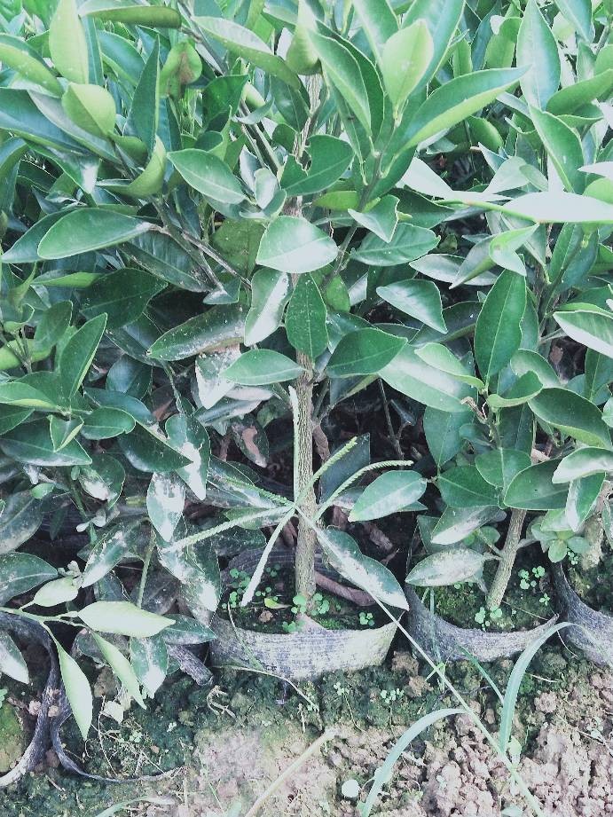 伦晚脐橙苗 脐橙苗