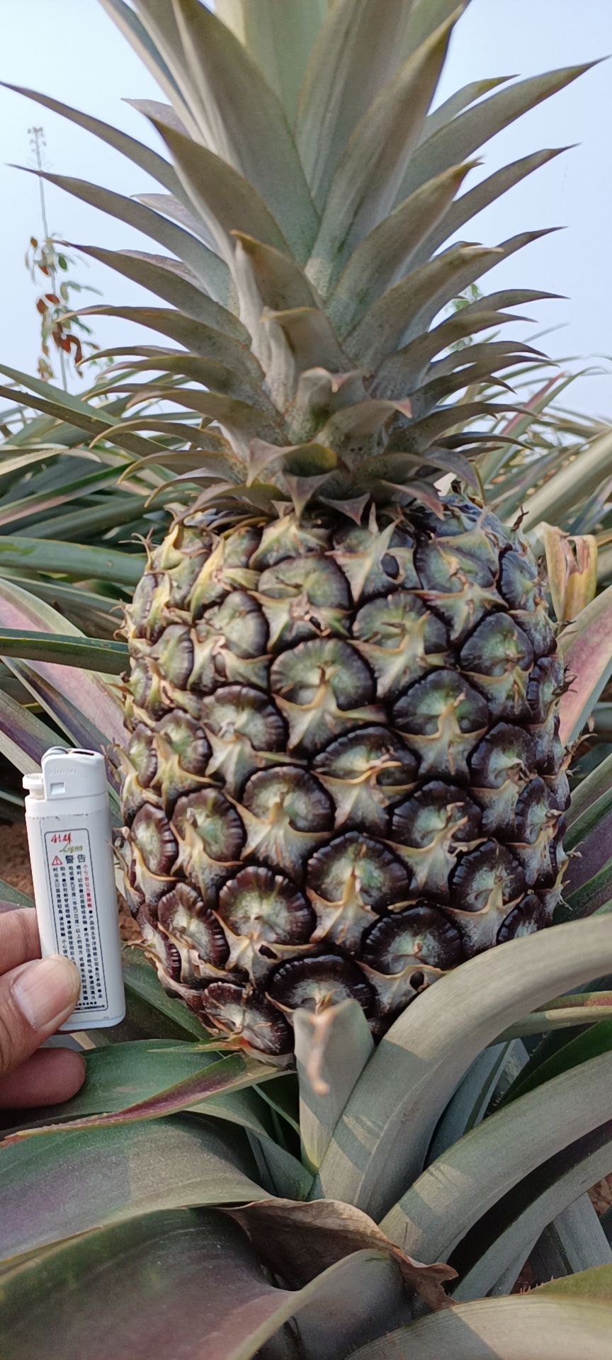 香水菠萝  金钻17/现采现装/产地直供/一手货源