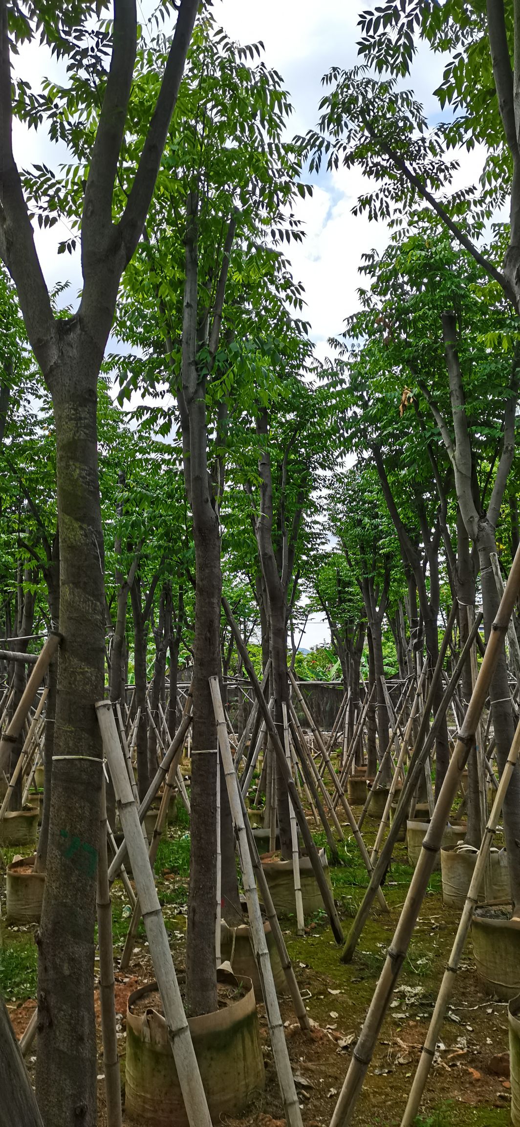 黄山栾树 骨架横幅大，规格齐全.