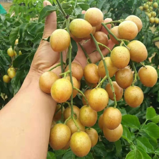 吴川市 贵妃黄皮果苗，廉江特有品种，量大从优，假一赔十。