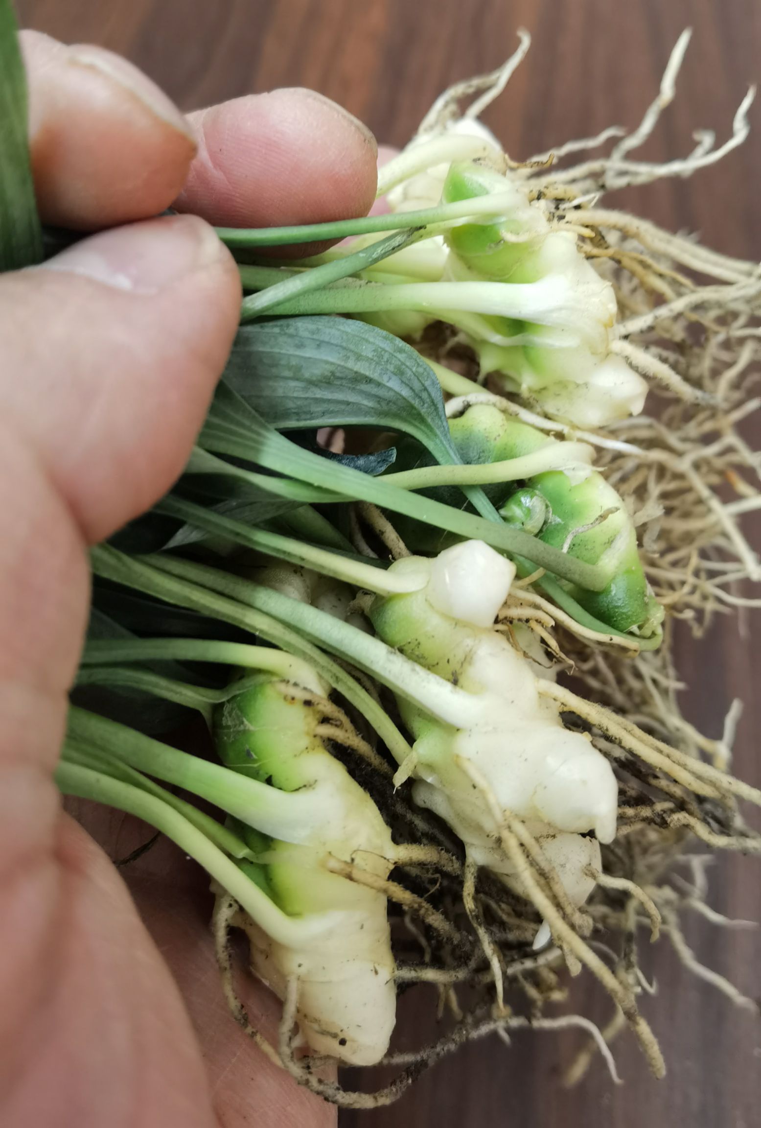 黄精种苗  云南黄精苗 带芽头产地发货
