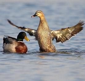 沭阳县鸭种蛋金定蛋鸭种蛋受精蛋可孵化小鸭新鲜种蛋