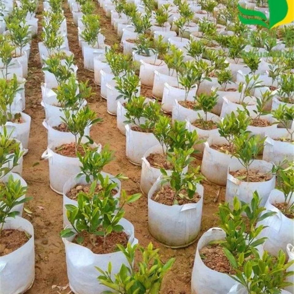双耳70*50无纺布植树袋（10只）种植袋/植树袋/美植袋