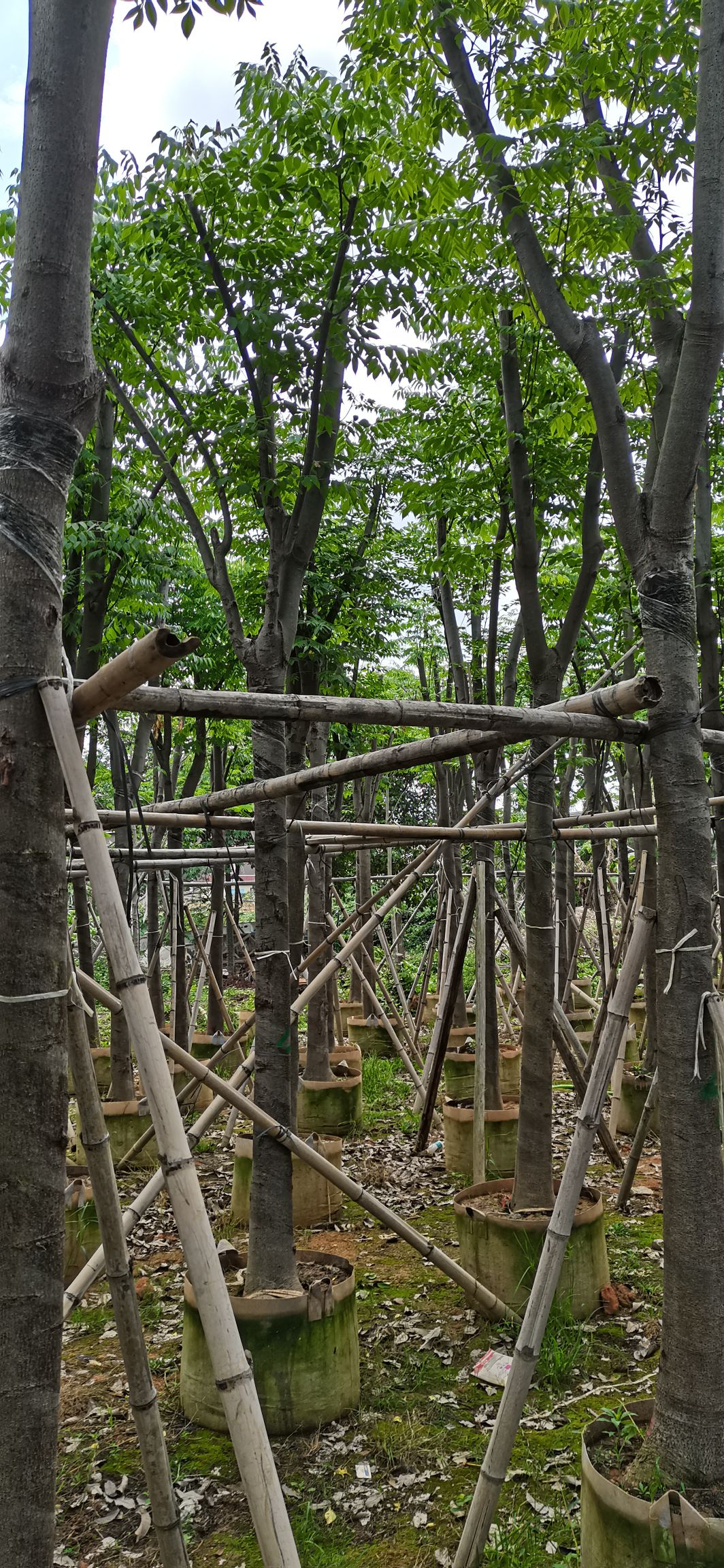 黄山栾树 骨架横幅大，规格齐全.