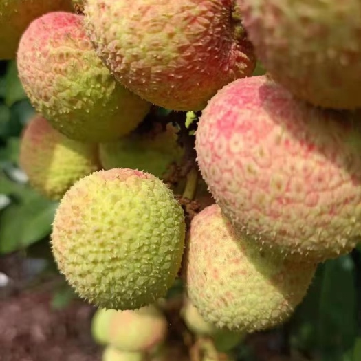 三月红荔枝