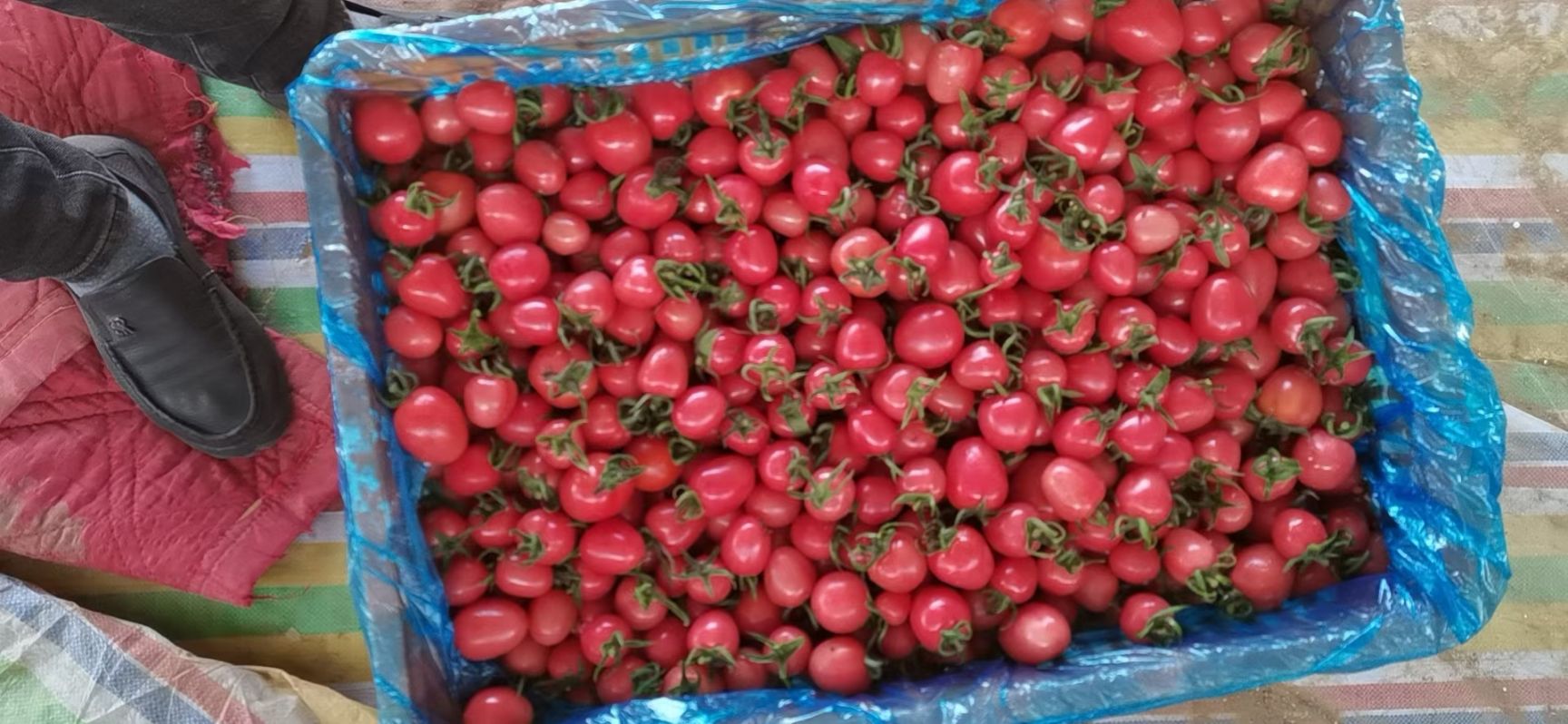 千禧圣女果 千禧，圣女果，红，粉，黄，釜山88