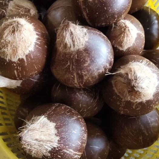 椰子  越南椰皇留毛，厂家批发，一年四季供货。