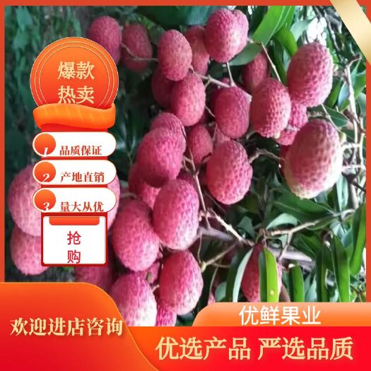 阳西县白糖罂荔枝  精品白糖罂，妃子笑荔枝 ，大量上市欢迎全国客商