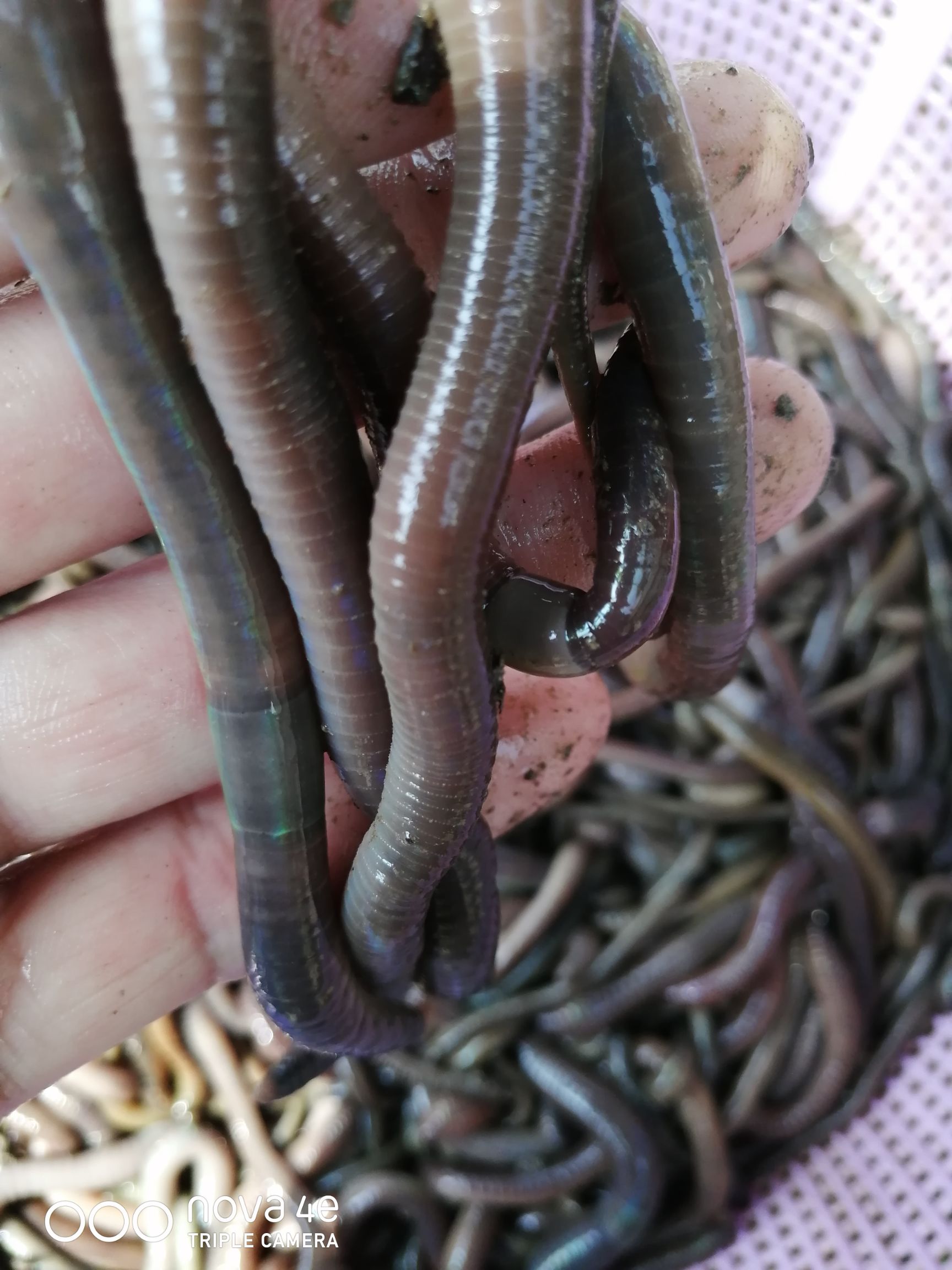 地龙 干蚯蚓，圆条，全开无泥