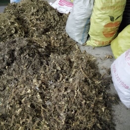 蕲春县黄精种子  多花姜型倒苗甜黄精块茎种子 黄精种苗 老虎姜茎块