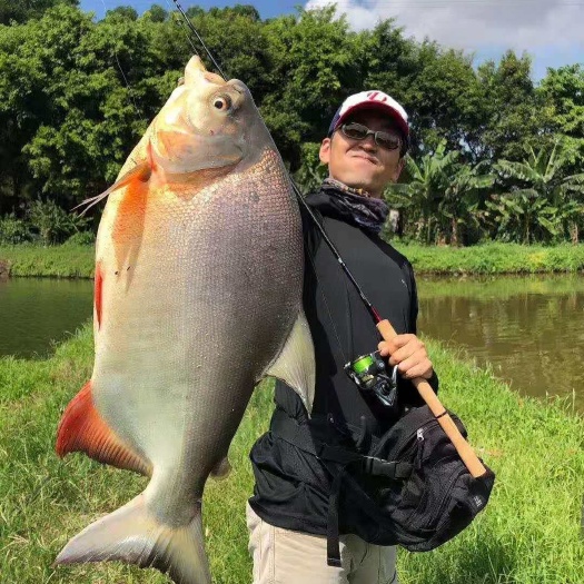 济宁白鲳鱼  淡水白鲳，适合路亚，垂钓！！！！！