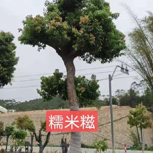 灵山县妃子笑荔枝苗  荔枝苗