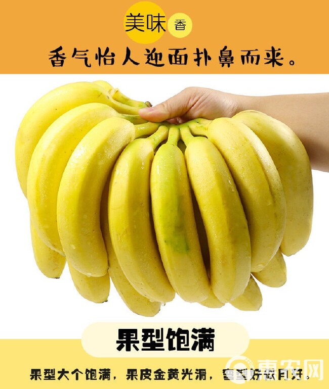 现摘现发云南香蕉新鲜包邮青皮发货到货需要催熟