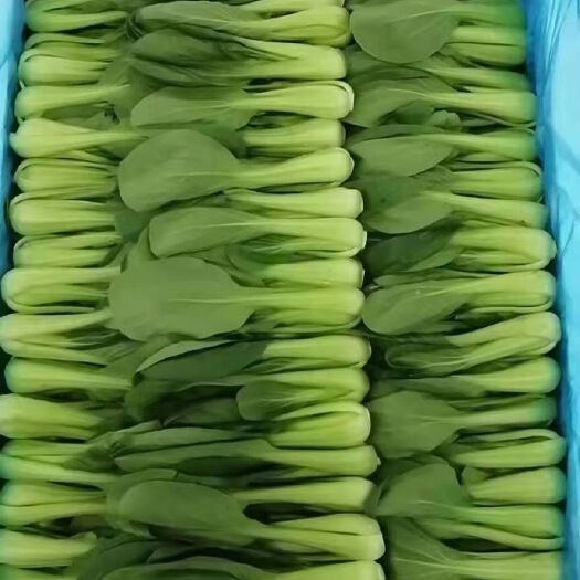 曹县 上海青小油菜，黑叶白