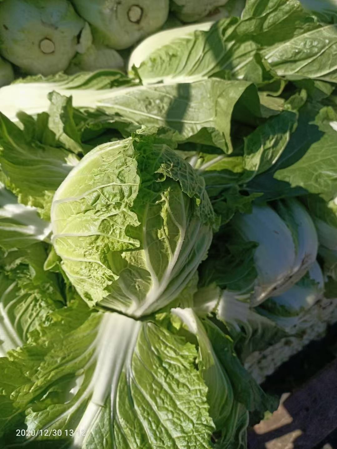 云南高原优质大白菜大量上市，不烧心，不开花