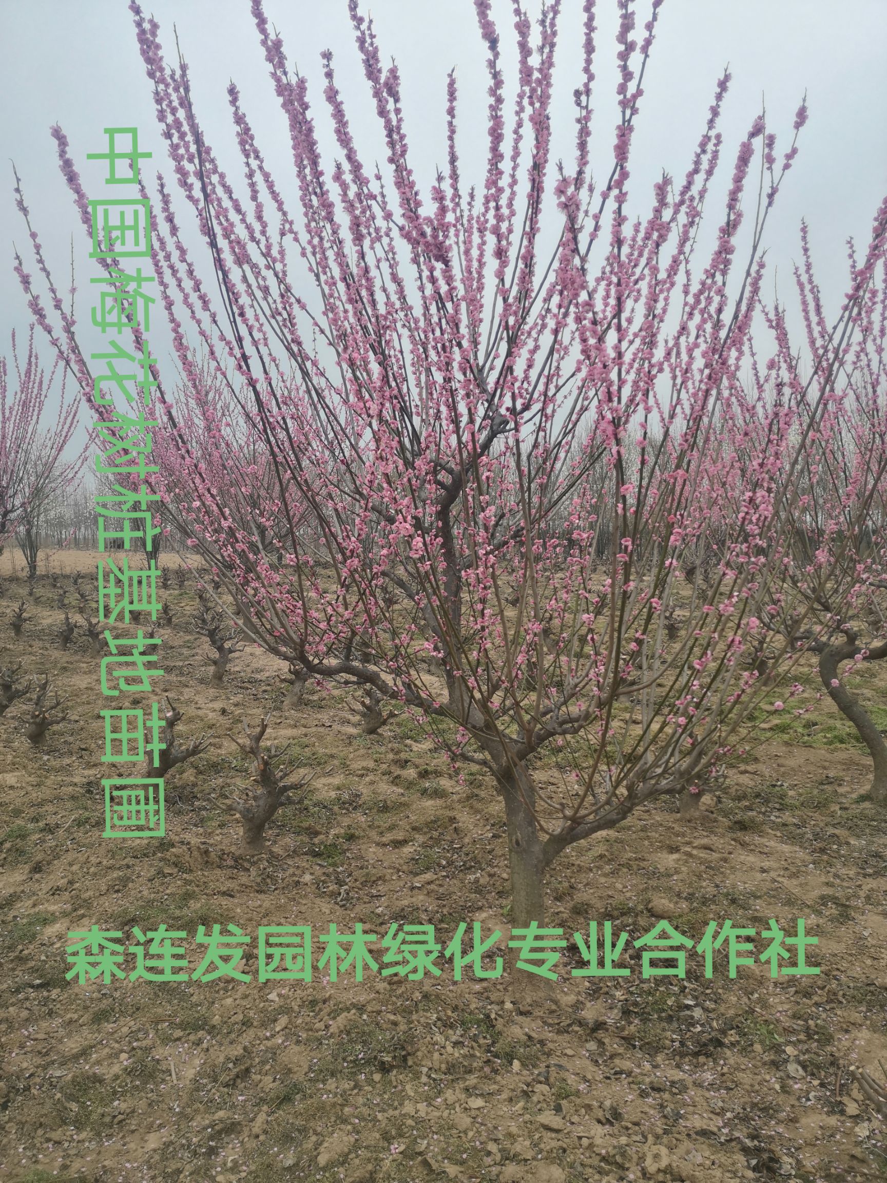 红梅  出售金钱绿萼梅花绿梅花盆景雪蝶恋梅花盆景量大免费送