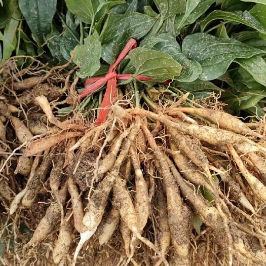 百部苗培育基地红花对叶百部白花对叶百部紫花对叶百部品种批发
